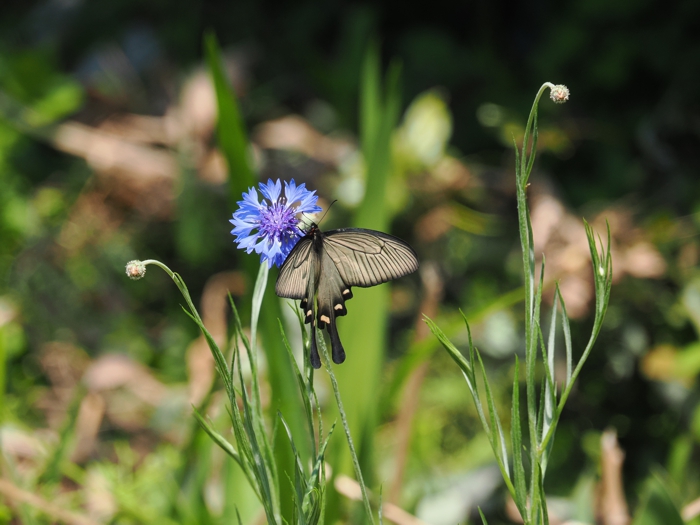 P4261809.jpg - 264,127Bytes