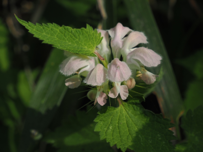 P4261950.jpg - 215,187Bytes