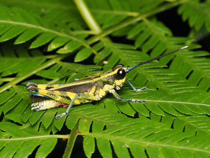 iriomotemoribatta_P6280915.jpg - 100,229Bytes
