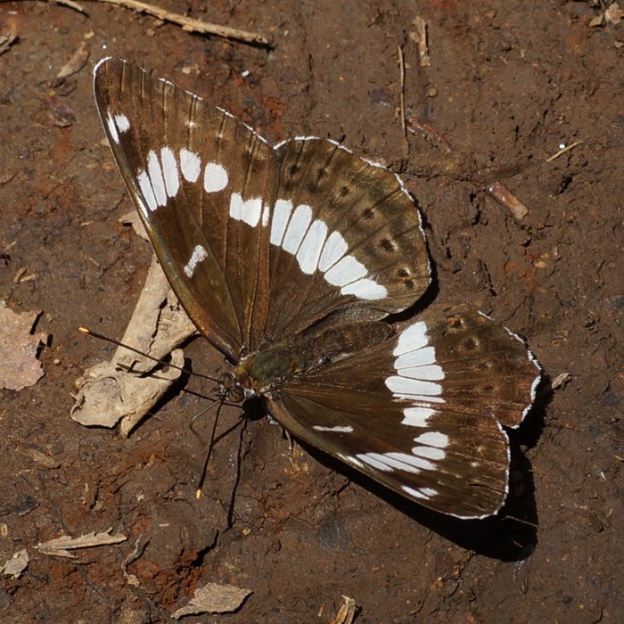asamaichimonji_01031.jpg - 471,525Bytes