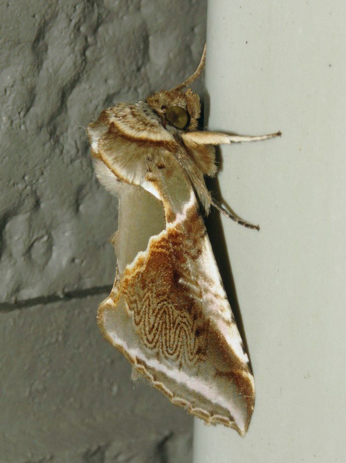 ooayatogariba_1197.jpg - 128,616Bytes