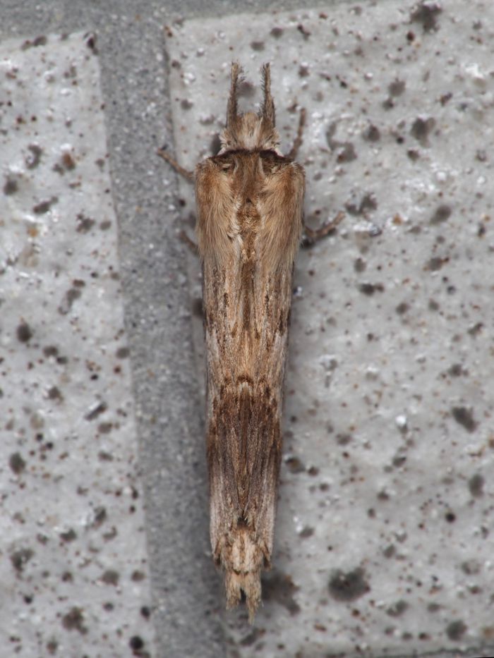 ooegurisyachihoko_P4179124.jpg - 115,454Bytes
