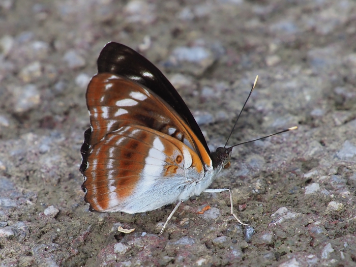 yaeyamaichimonjiP6058911.jpg - 326,825Bytes