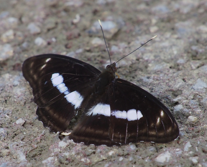 yaeyamaichimonji_P6058918.jpg - 306,722Bytes