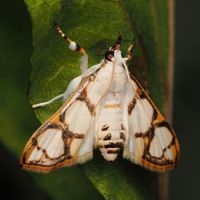 kousenposironomeiga.jpg - 13,354Bytes