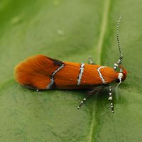 sirosujimaruhakibaga_P5139974.jpg - 35,996Bytes
