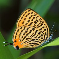 uranamiakasijimi_P5296589.jpg - 40,981Bytes