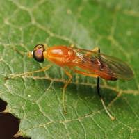 himekiirokoukaabu_P9209449.jpg - 71,014Bytes