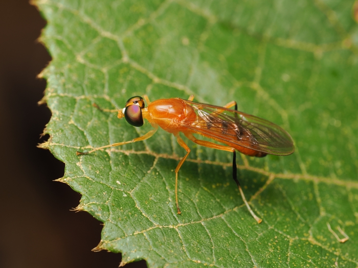 himekiirokoukaabu_P9209449.jpg - 284,709Bytes