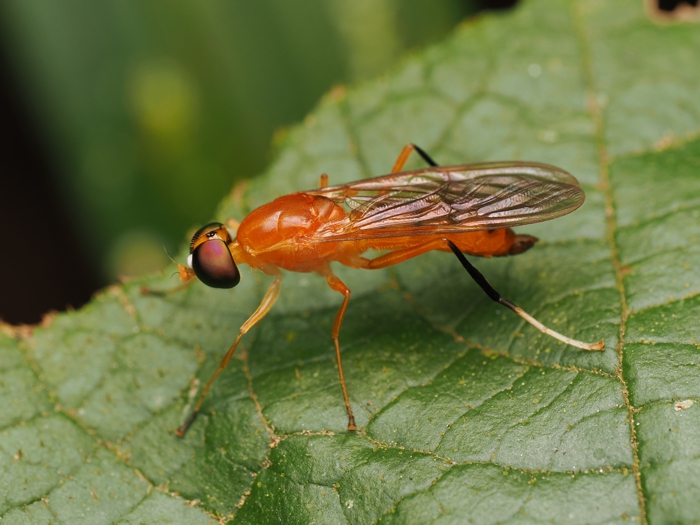 himekiirokoukaabu_P9209470.jpg - 282,355Bytes