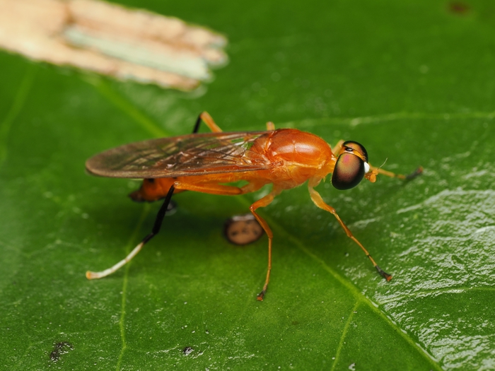 himekiirokoukaabu_P9209478.jpg - 281,705Bytes