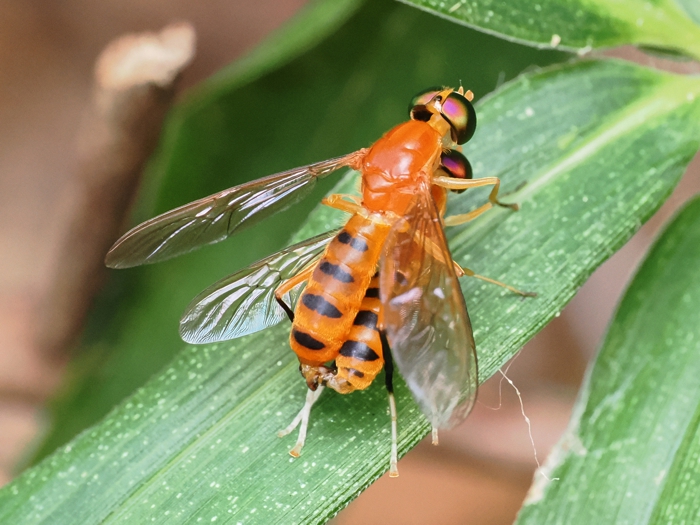 himekiirokoukaabu_P9239848.jpg - 308,550Bytes