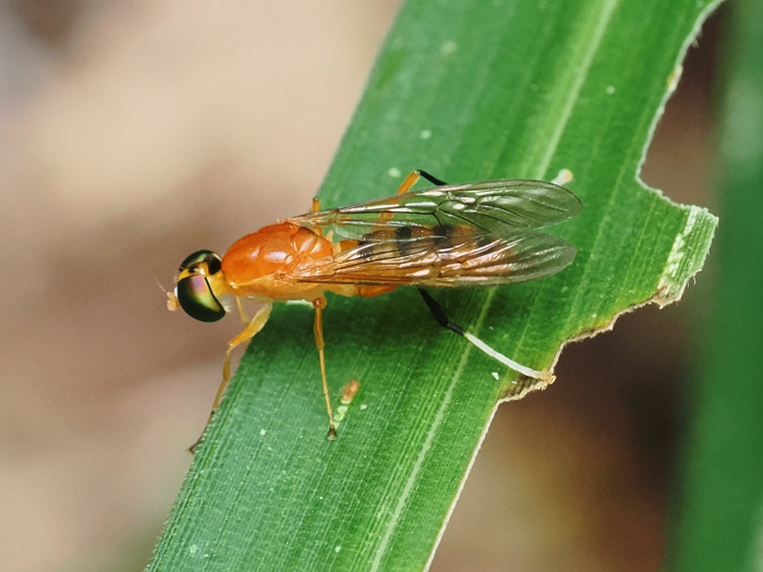 himekiirokoukaabu_P9239854.jpg - 293,612Bytes