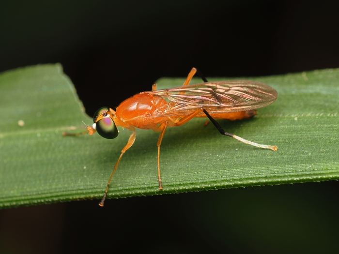 himekiirokoukaabu_P9239859.jpg - 218,632Bytes