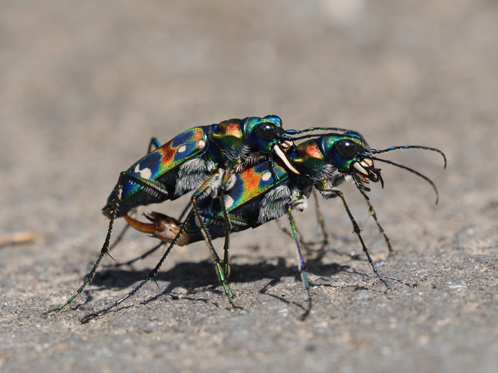 hanmyou_P4272242.jpg - 280,464Bytes