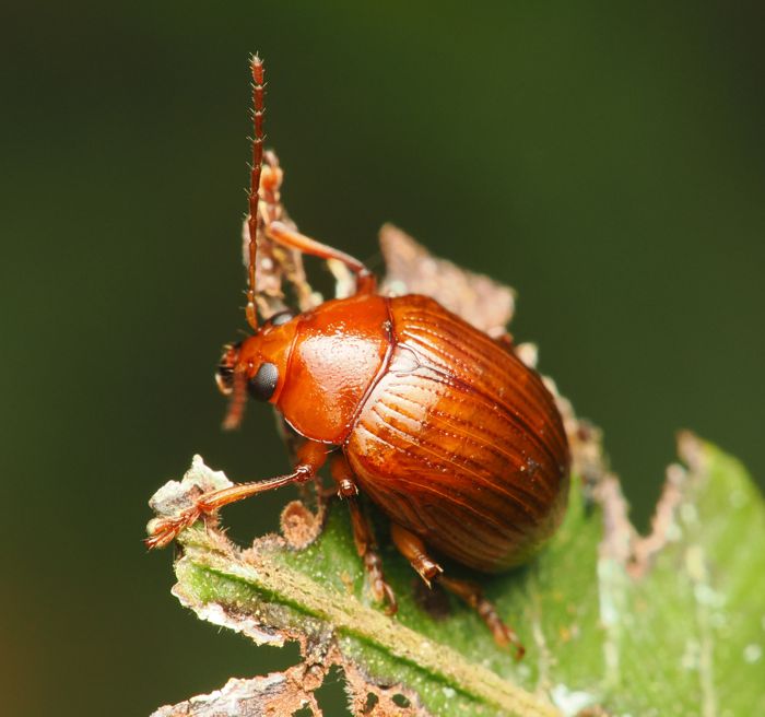 momobutosaruhamusi_P6190257.jpg - 79,155Bytes