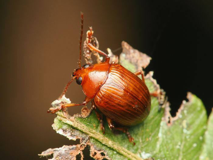momobutosaruhamusi_P6190259.jpg - 73,857Bytes