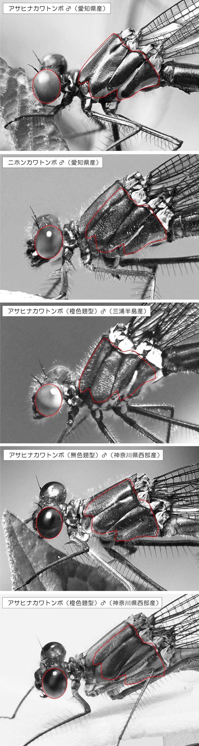 kawatonbo_hikaku2.jpg - 359,175Bytes