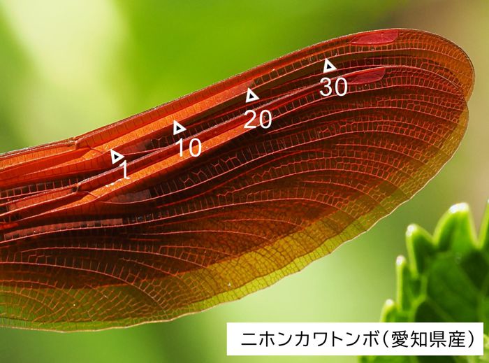 nihonkawatonbo_P4304161_t.jpg - 101,686Bytes
