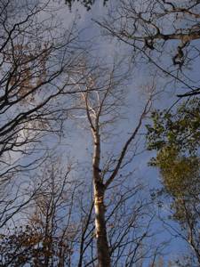 R0013221.jpg - 44,782Bytes